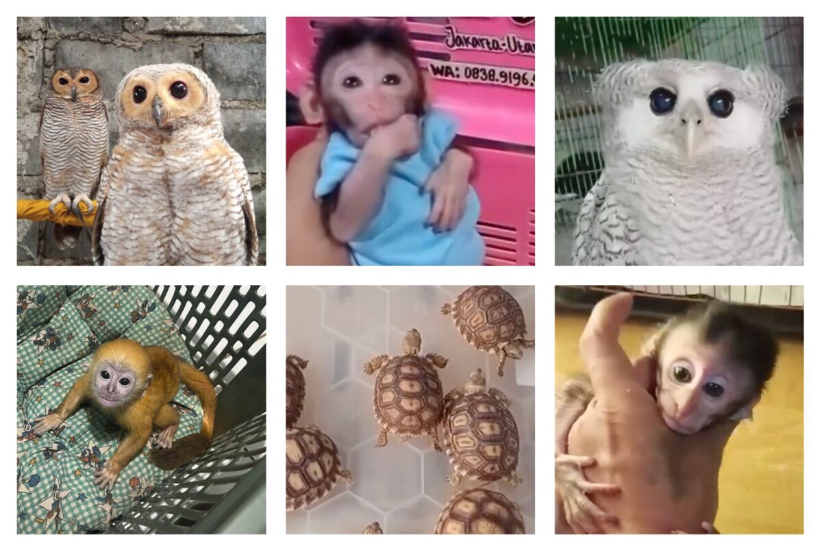 Screenshots of tortoises, monkeys, and owls for sale, posted in Facebook adverts in October 2025.
