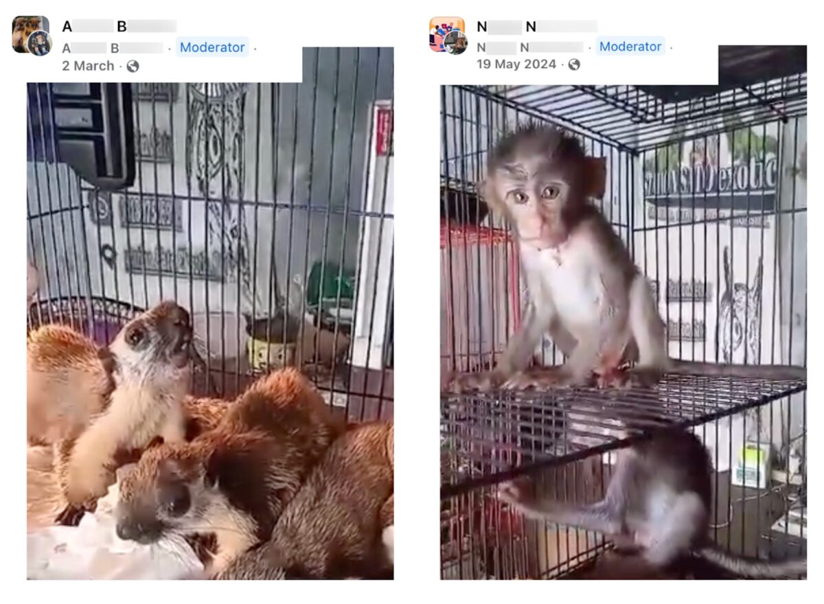 Adverts posted by two different accounts but with the same shop name and phone number visible in the background. The right image features a long-tailed macaque.