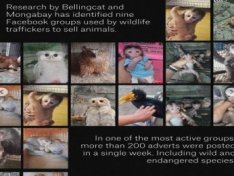 How Wildlife Traffickers Are Using Coded Language to Sell Protected Animals On Facebook