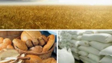 Buğda və unun qiymətinin artma səbəbini araşdırdıq