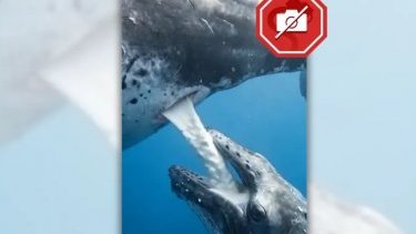 Don't confuse fake video of whale calf nursing with the real thing