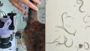 Video bir kedi sevdikten sonra insan eline bulaşan organizmaları mı gösteriyor?