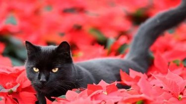Are poinsettia plants toxic to cats and dogs? Fears of serious harm are overblown