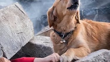 Foto Türkiyədə çəkilməyib: Dağıtınlar altında qalmış sahibinin yanından çəkilməyən vəfalı it