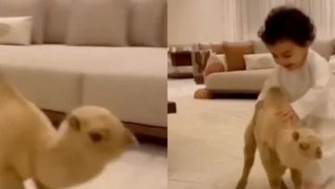 Bebek ve yavru deveyi oynarken gösteren video gerçek mi?