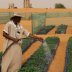 Did African countries try to plant giant wall of trees to stop Sahara Desert's spread?