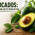 Avocados: Separating Facts from Myths