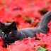 Are poinsettia plants toxic to cats and dogs? Fears of serious harm are overblown