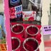 Dr. Oz and Oprah aren't backing 'pink gelatin' weight loss trick. Here's how to spot scam