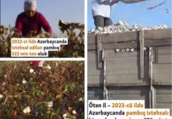 Azadlig Radio: Cotton farming has not developed in Azerbaijan as much as envisaged in State Program