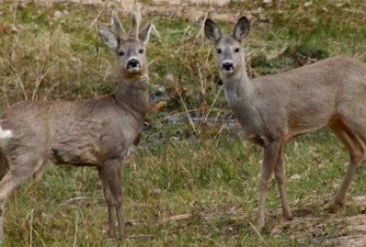 Media: Roe deer listed in Red Book of Azerbaijan and its hunting is prohibited